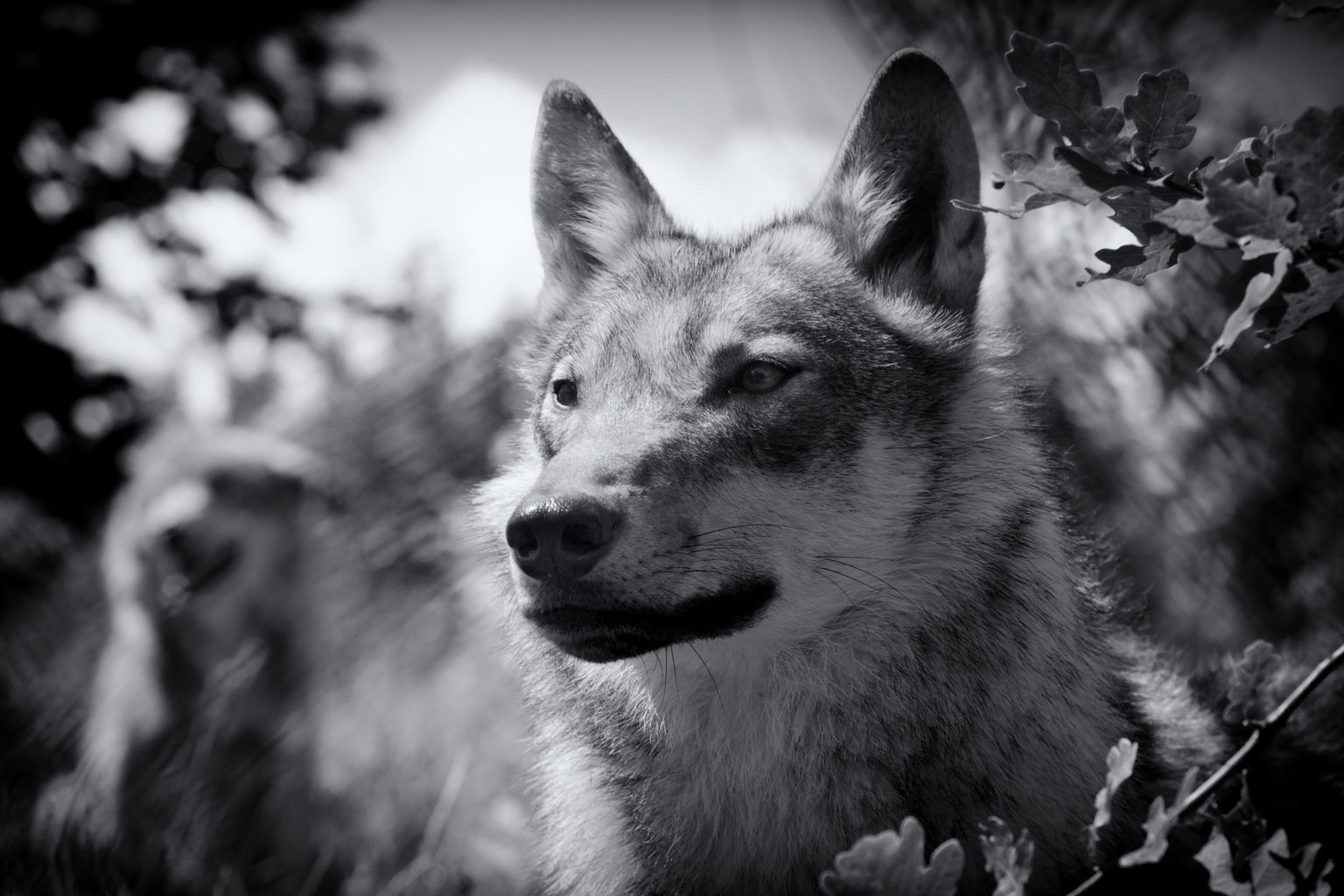 The Wolf Conservation Association - Limbourg Tourisme